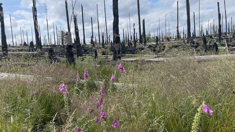 Krautige Pflanzen auf der Waldbrandfläche Krautige Pflanzen auf der Waldbrandfläche