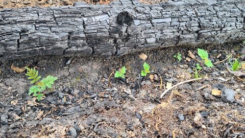 Pionierbaumarten auf der Waldbrandfläche Pionierbaumarten auf der Waldbrandfläche