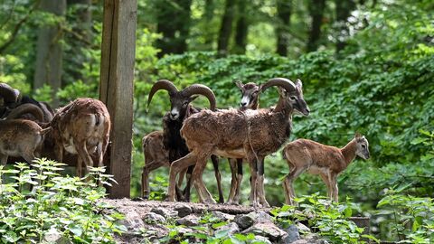 Muffelwild Muffelwild