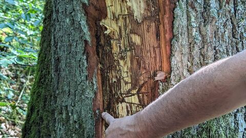 Fraßgänge Eichenprachtkäfer