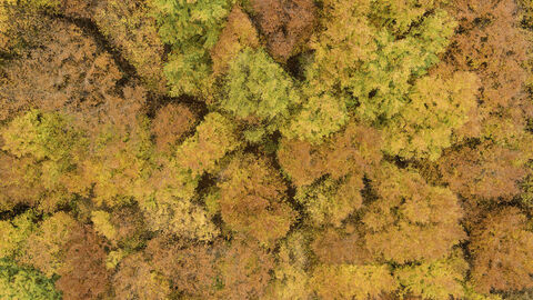 Luftbild eines Herbstwaldes