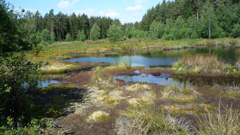 Moor Franzosenwiesen Moor Franzosenwiesen