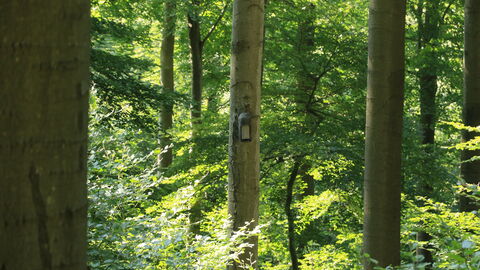 Nistkasten in Buchenwald Nistkasten in Buchenwald