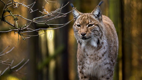 Luchs Luchs