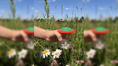 A child's hand holds a magnifying glas over a flower
