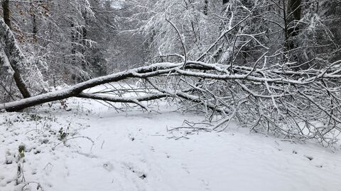 Schneebruch im Wald. Nicht alle Waldwege sind derzeit passierbar.