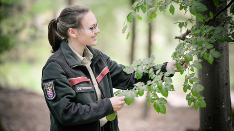 A HessenForst forester inspects a tree