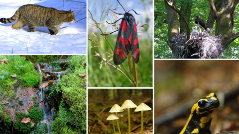 Collage of various species