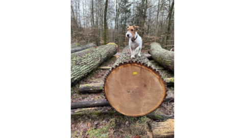 Submissionslos Nr. 708 aus dem Freiherrlich Schenck`schen Forstamt Schweinsberg auf dem Lagerplatz Wettenberg Waldhaus: Spitzenstamm mit 7 m Länge, einem Durchmesser von 87 cm o.R. und einem Volumen von 4,16 Fm