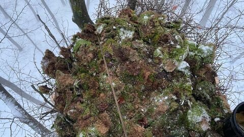 Aus der Vogelperspektive - Ein gut gepolstertes Heim für den Schwarzstorch