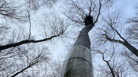 Blick von unten auf den Horst Blick von unten auf den Horst
