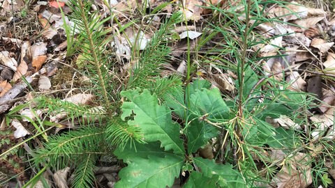 Gemischte Waldverjüngung im Forstamt Rotenburg