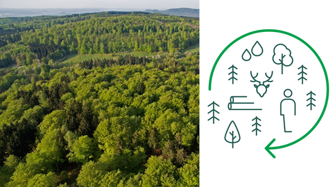 Areal view of woodland and graphics on forest deliverables