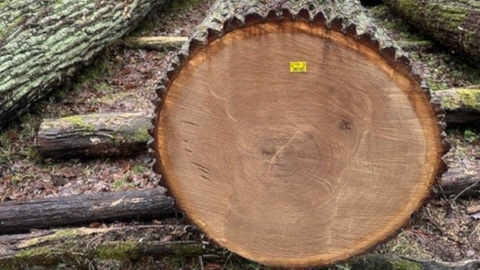 Submissionslos Nr. 708 aus dem Freiherrlich Schenck`schen Forstamt Schweinsberg auf dem Lagerplatz Wettenberg Waldhaus: Spitzenstamm mit 7 m Länge, einem Durchmesser von 87 cm o.R. und einem Volumen von 4,16 Fm