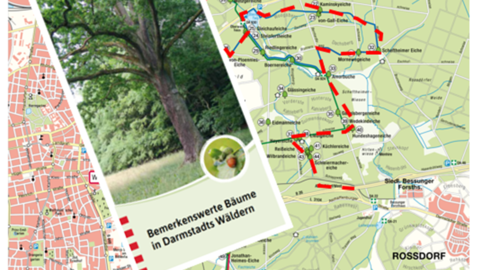 Broschüre Bemerkenswerte Bäume in Darmstadts Wäldern