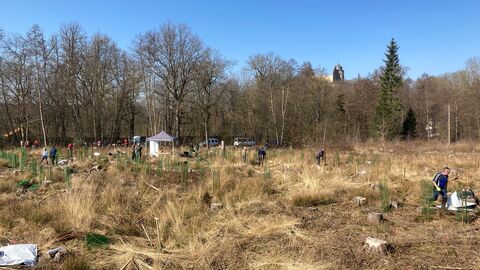 Baumpflanzaktion an der Sababurg 2023