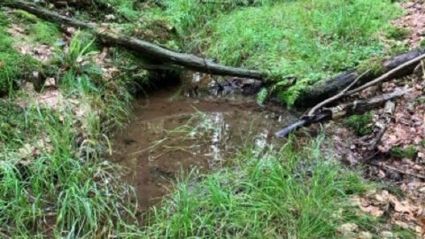 : Eine bereits vor der Maßnahme vorkommende Quellbachflora aus Sumpf-Schachtelhalm, Winkel-Segge und Rippenfarn