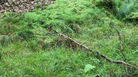 Quellbachflur innerhalb des FFH- und Naturschutzgebiets, die vom Quellbachlauf profitiert