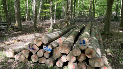 Brennholzpolter an einem Waldweg