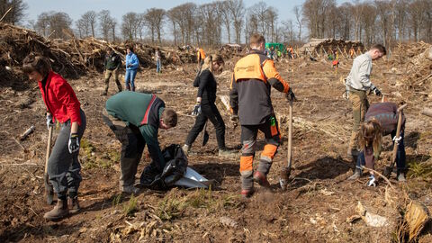 Gemeinsam pflanzen Freiwillige und Mitarbeitende von HessenForst den Wald von Morgen