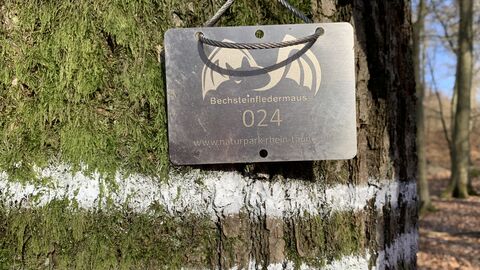 Habitatbaum Bechsteinfledermaus