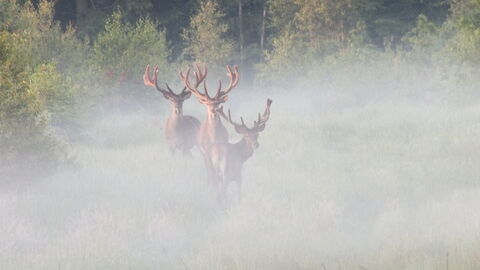 Rotwild im Nebel