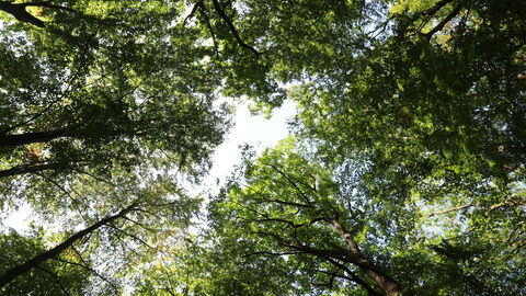 Produzieren Sauerstoff, speichern Kohlenstoff, bieten Lebensraum: Bäume sind echte „Vielkönner“