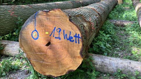 Eichenstamm auf der Submission im Forstamt Wettenberg