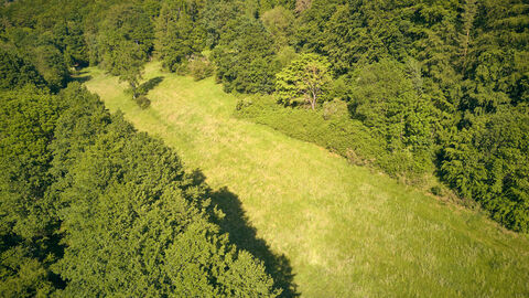 Luftbild einer sommerlichen Waldwiese