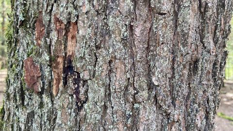 Bohrlöcher des Eichenprachtkäfers