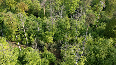 Drohnenaufnahme eines Mischwaldes von oben