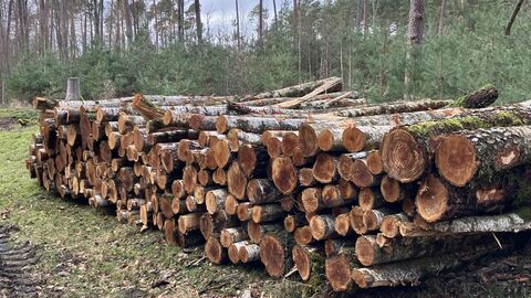 Ein Brennholzpolter im Wald