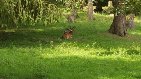 Hirsch im Tiergarten Weilburg