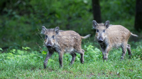 Frischlinge Zwei Frischlinge welche in die Kamera schauen