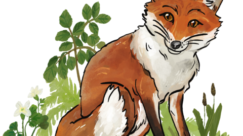 Gezeichneter sitzender Fuchs