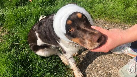 Ein Kopfverband wird beim Deutschen Wachtelhund angelegt.