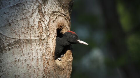 Schwarzspecht in einer Höhle 