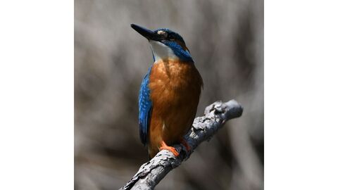 Eisvogel auf der Ansitzwarte