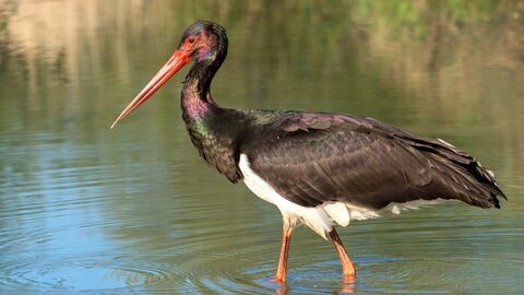Der Schwarzstorch ist scheu und störungsanfällig.