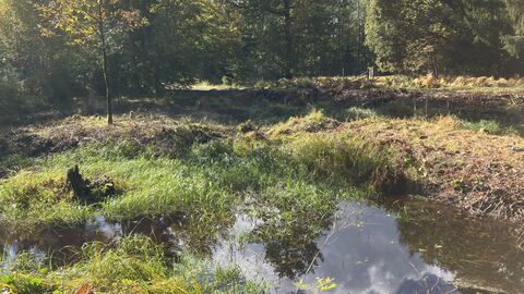 Teich im Forstamt Fulda