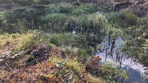 Der Verlandungsprozess ist deutlich sichtbar, daher muss ausgebaggert werden.