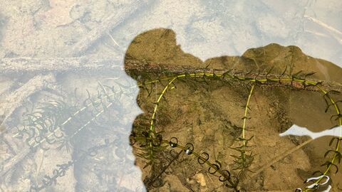 Die Schmalblättrige Wasserpest bedroht die Artenvielfalt und soll beseitigt werden.