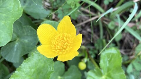 Blüte der Sumpfdotterblume