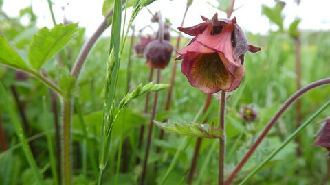 Echter Bachnelkenwurz