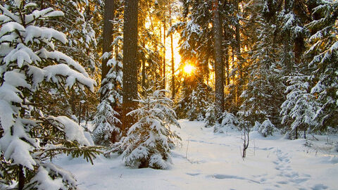 Durch einen verschneiten Nadelholzmischwald scheint die Abendsonne 