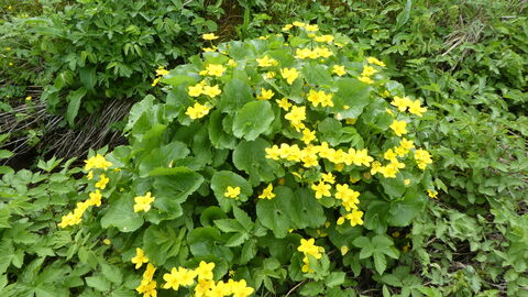 Sumpfdotterblume als Gesamterscheinung 