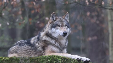 Wolf Gunther Wolf Gunther