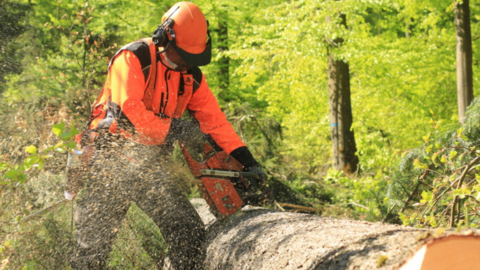 Forstwirt sägt an einem Stamm