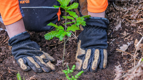 Pflanzung eines Eichensetzlings