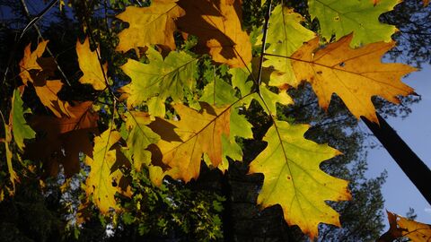 Roteiche Roteichenblätter